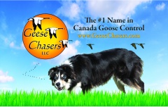 Geese Chasers croching Border Collie logo .jpg